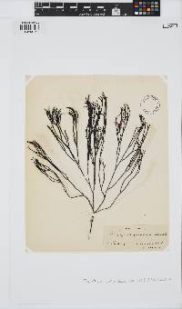 Furcellaria lumbricalis image