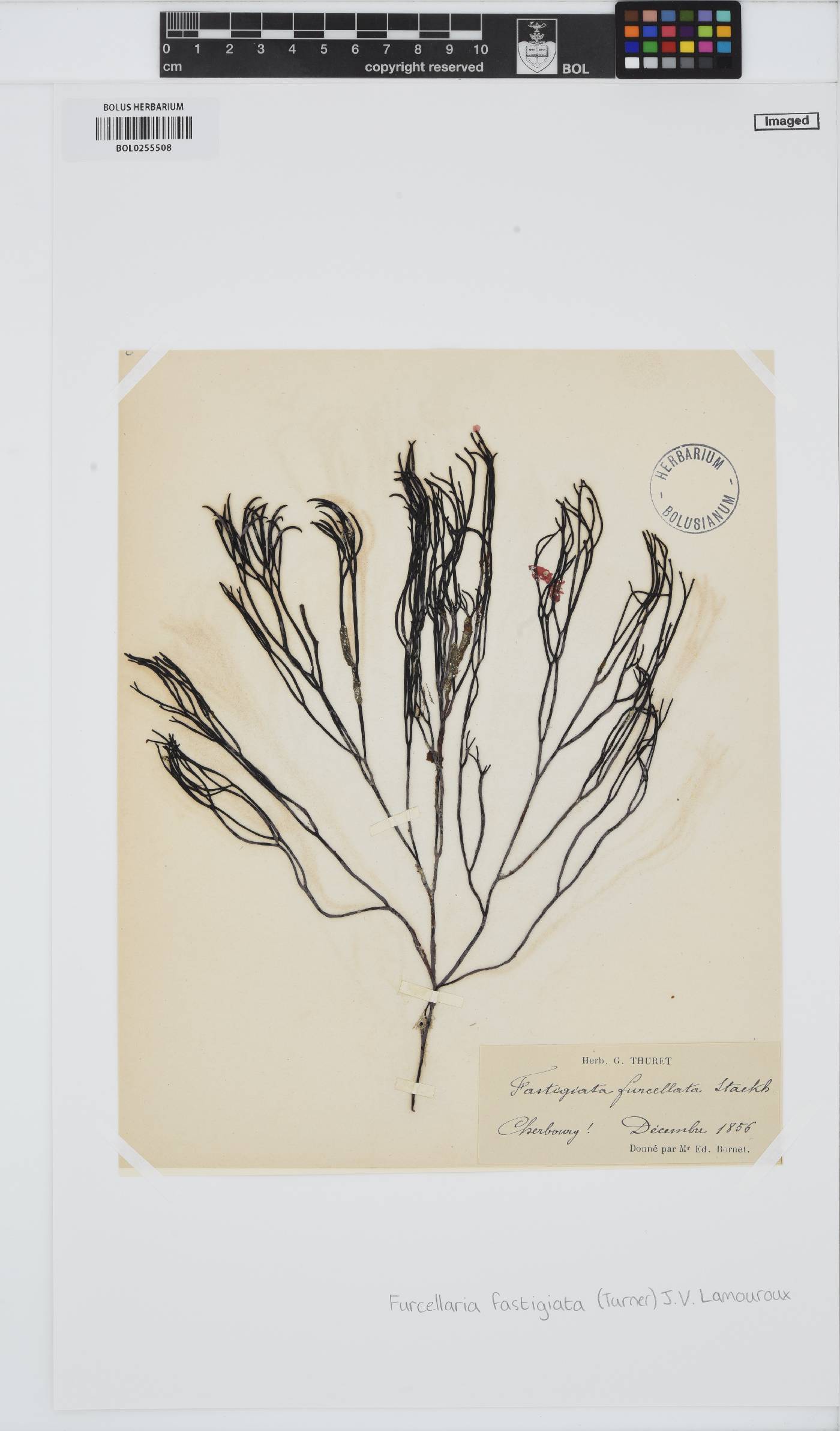 Furcellaria lumbricalis image
