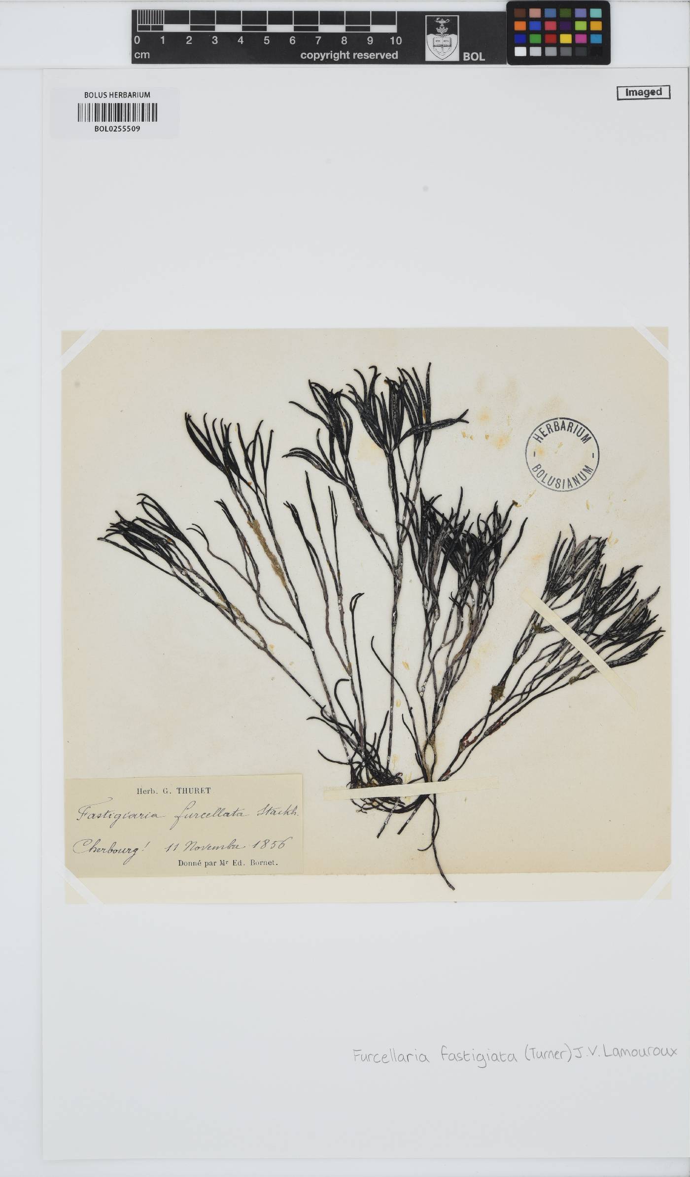 Furcellaria lumbricalis image
