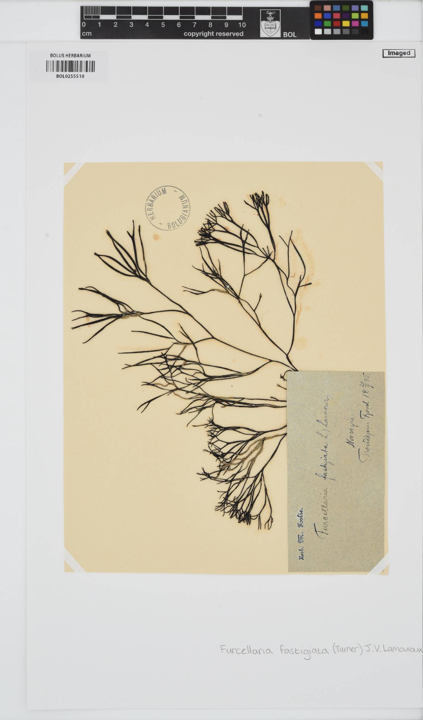 Furcellariaceae image