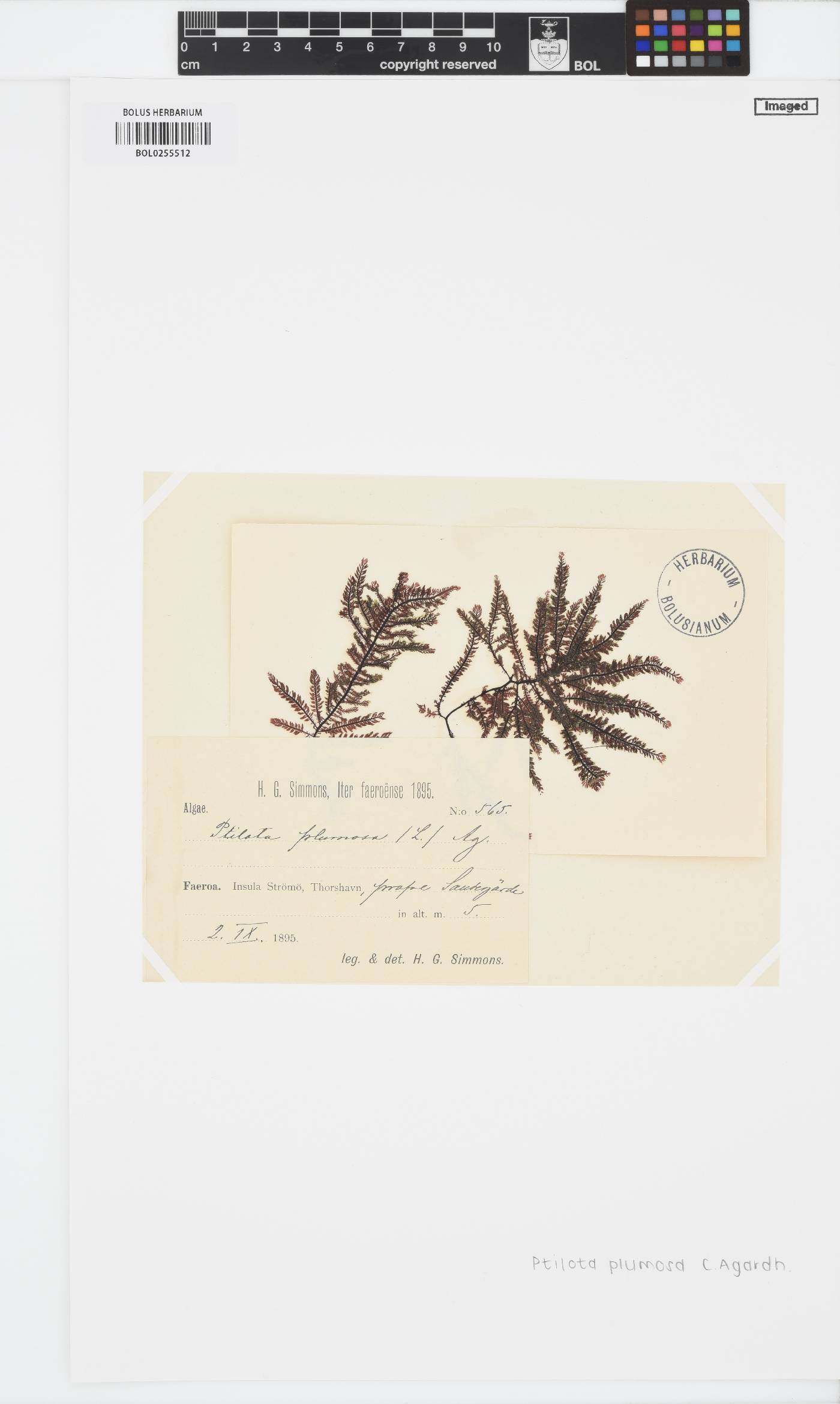 Ptilota gunneri image