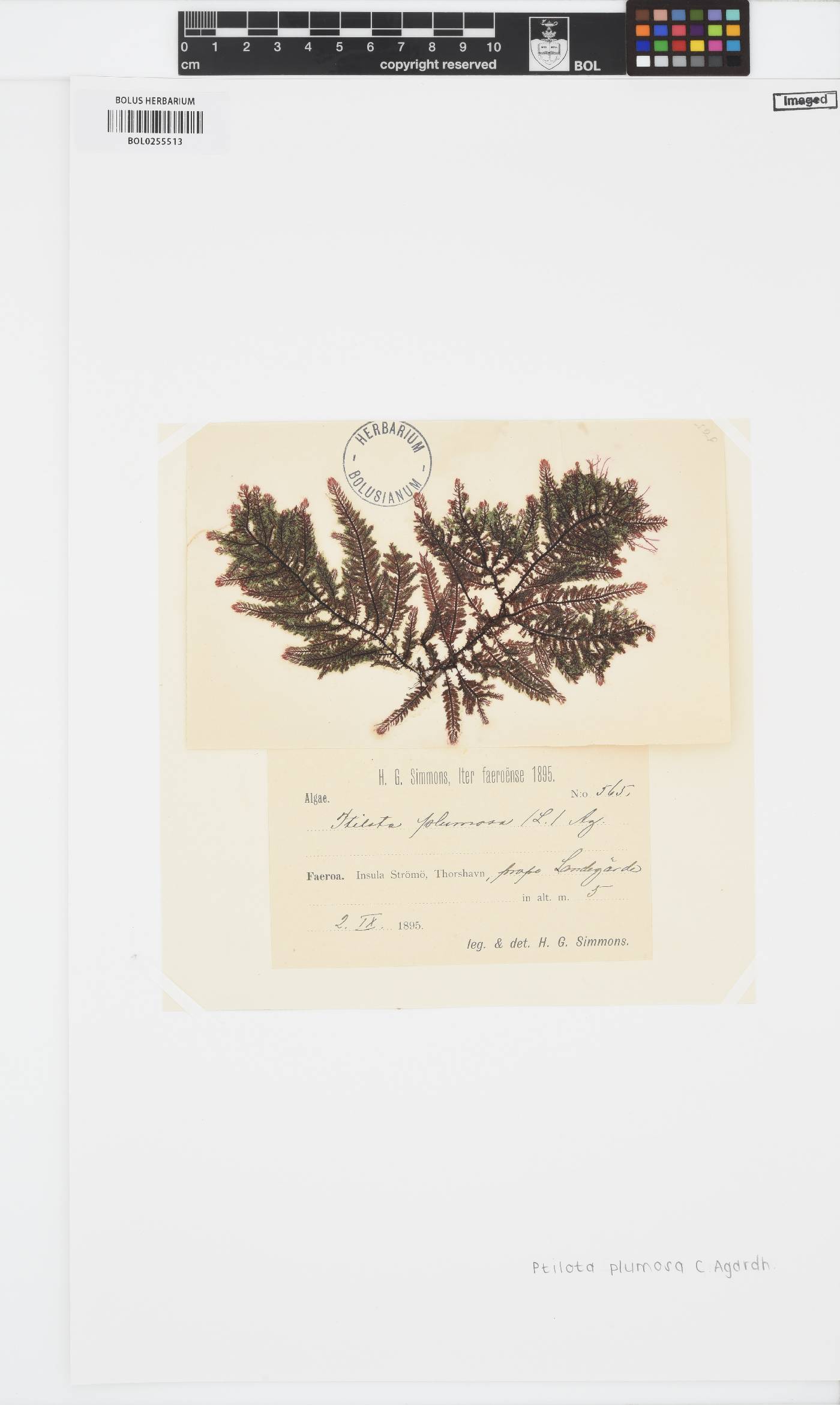 Ptilota gunneri image