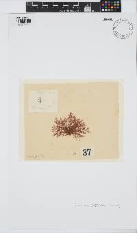 Heteroptilon pappeanum image
