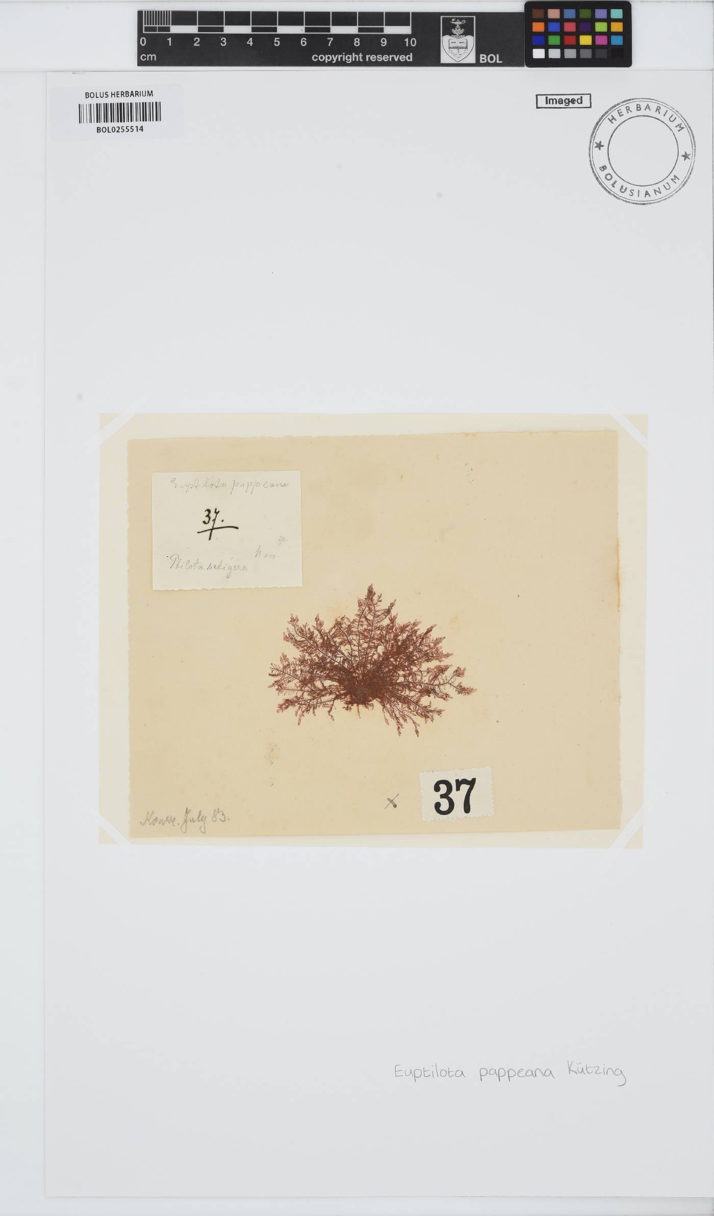 Heteroptilon pappeanum image