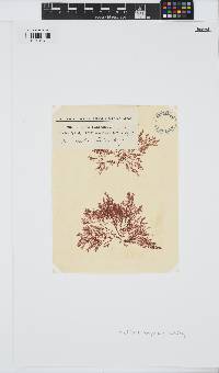 Heteroptilon pappeanum image