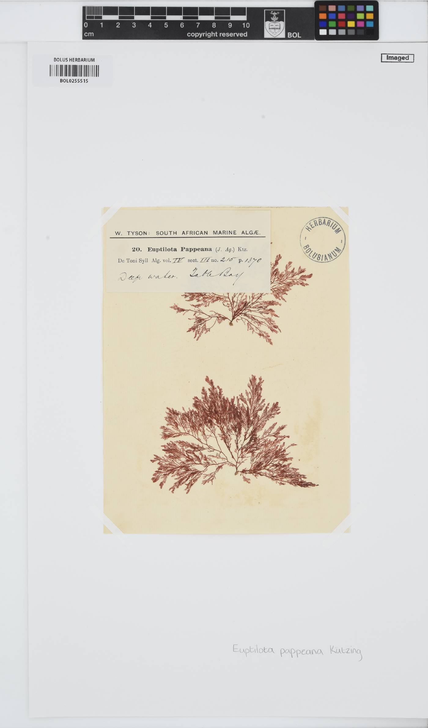 Heteroptilon pappeanum image