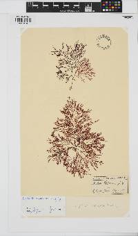 Heteroptilon pappeanum image