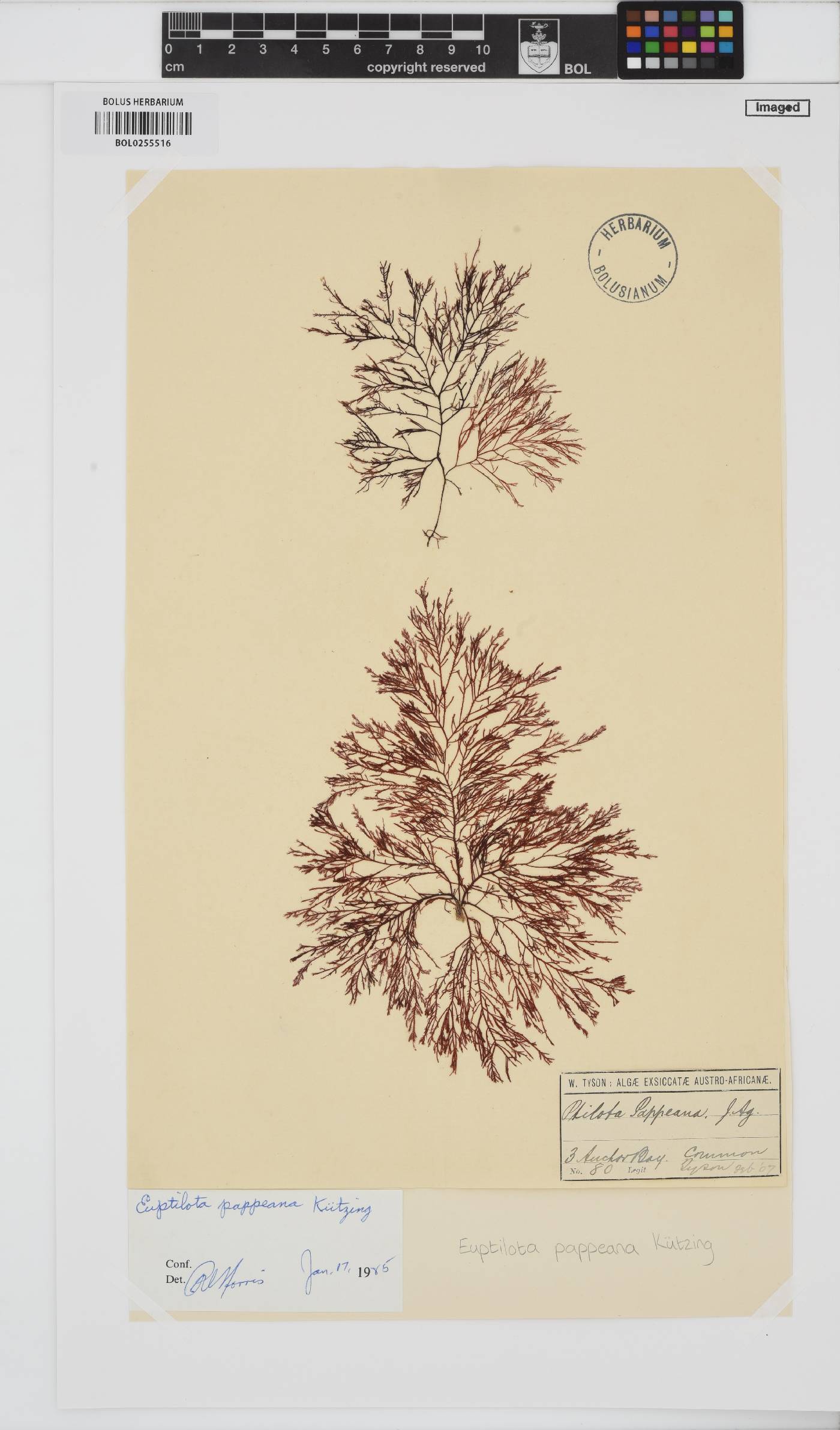 Heteroptilon pappeanum image