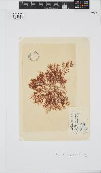 Heteroptilon pappeanum image