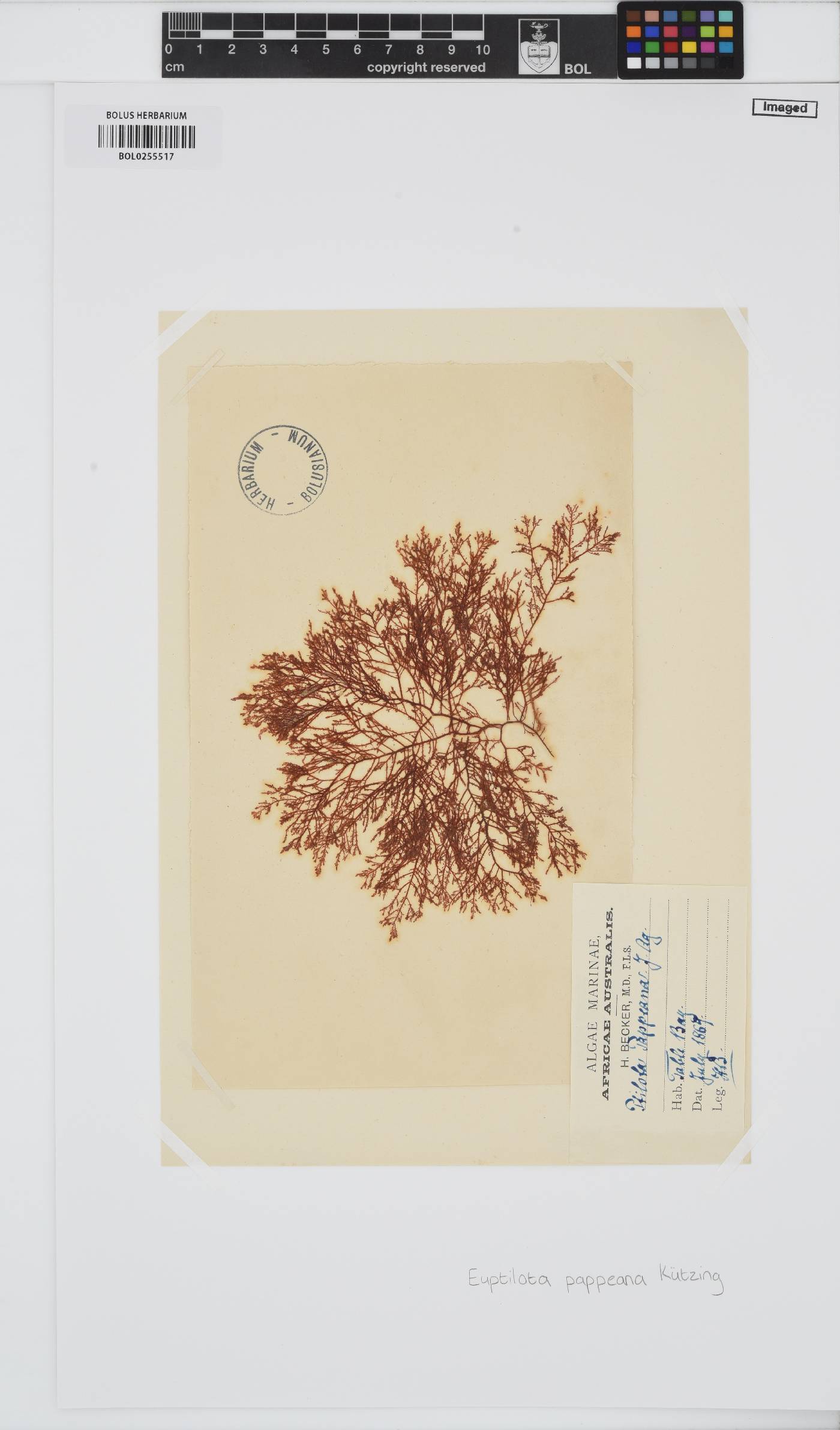 Heteroptilon image