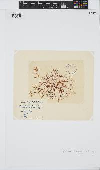 Heteroptilon pappeanum image