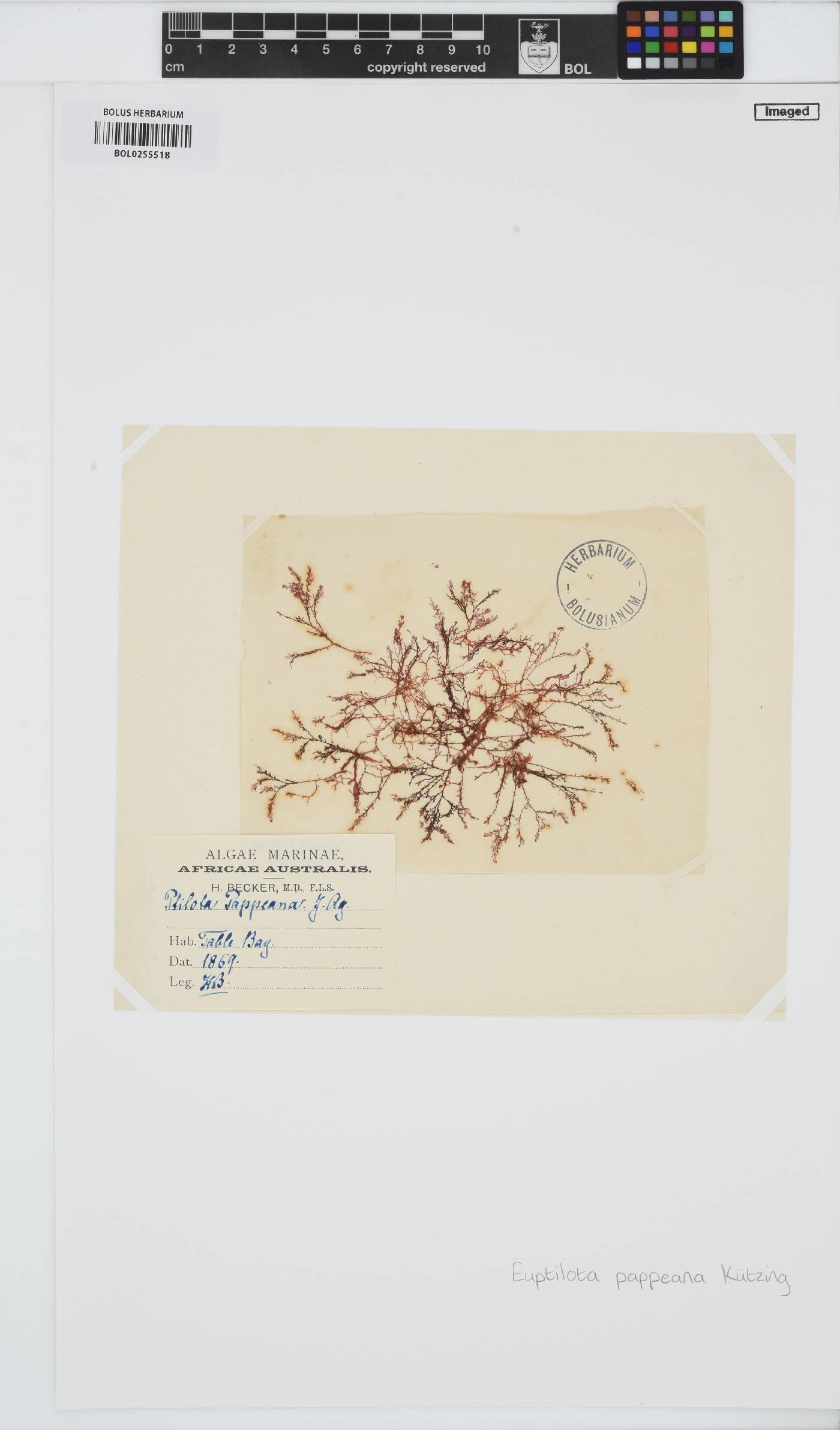Heteroptilon pappeanum image