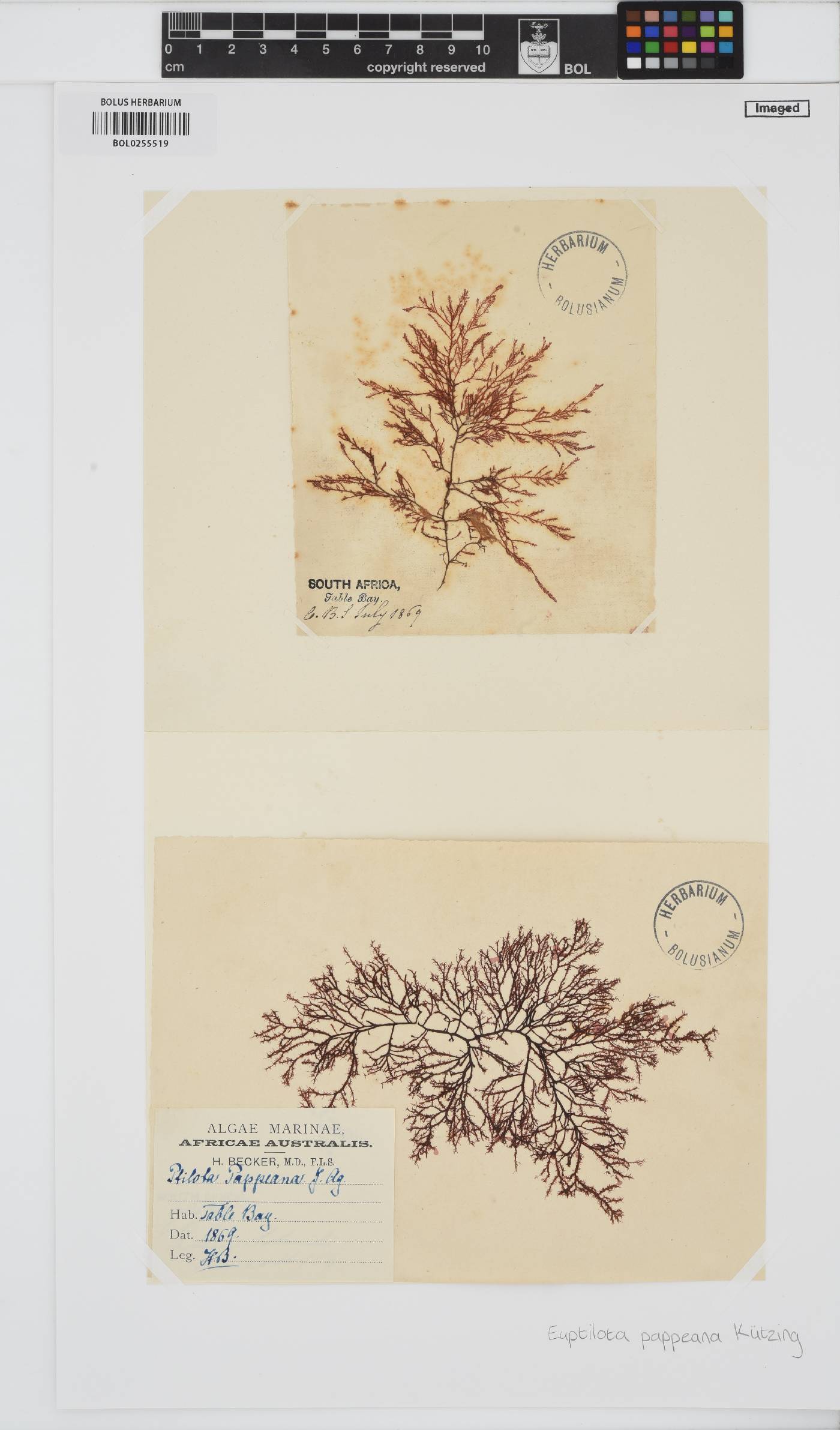 Heteroptilon pappeanum image