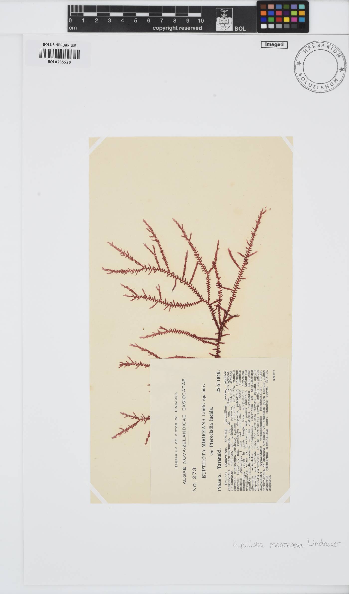 Aristoptilon image