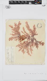 Image of Euptilota formosissima