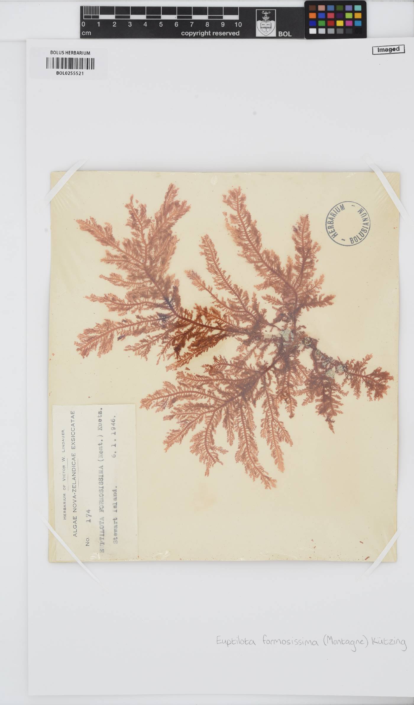 Euptilota formosissima image