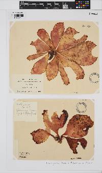 Erythrymenia obovata image