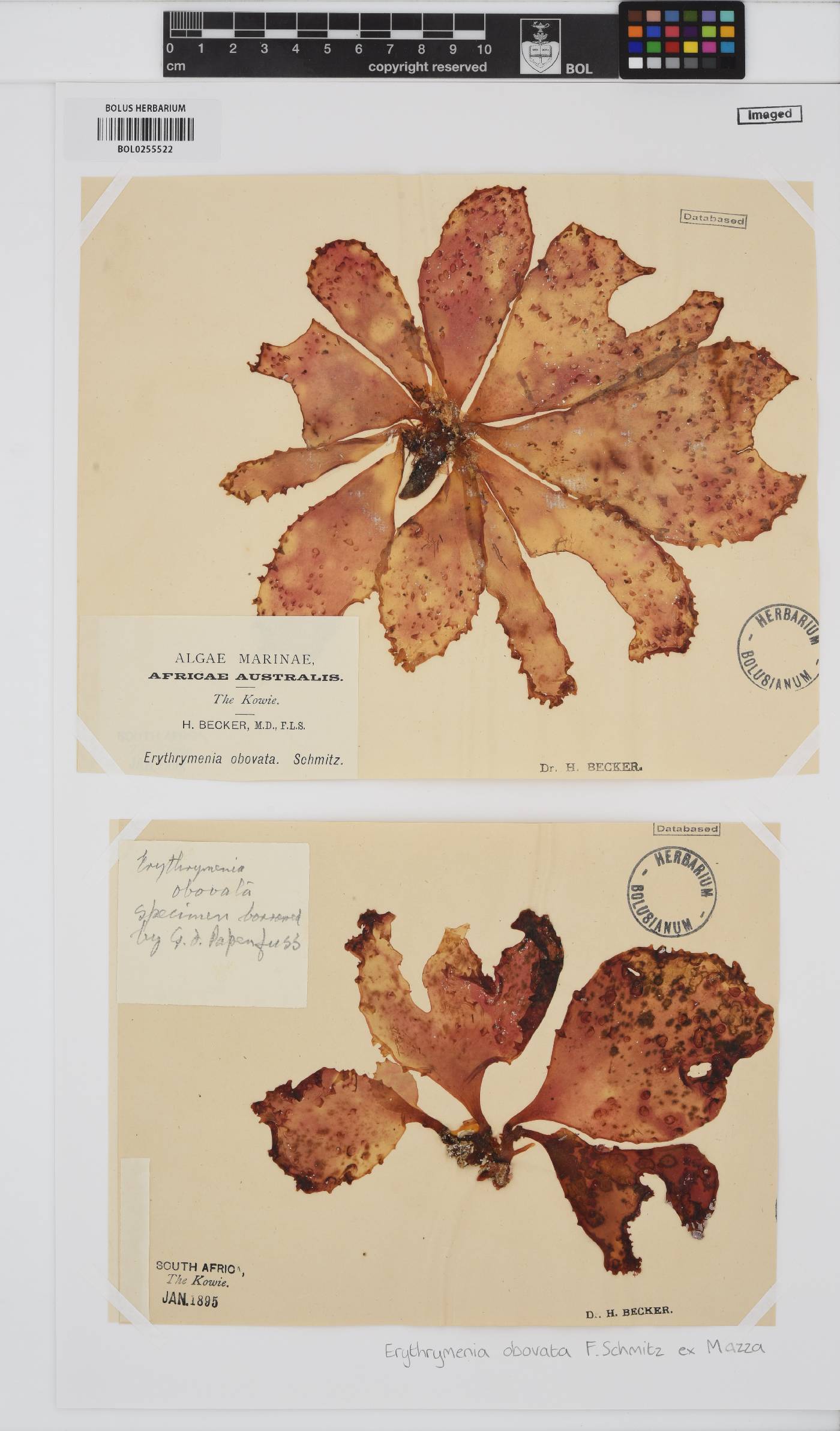 Erythrymenia image