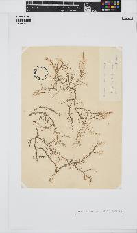 Image of Hypnea valentiae