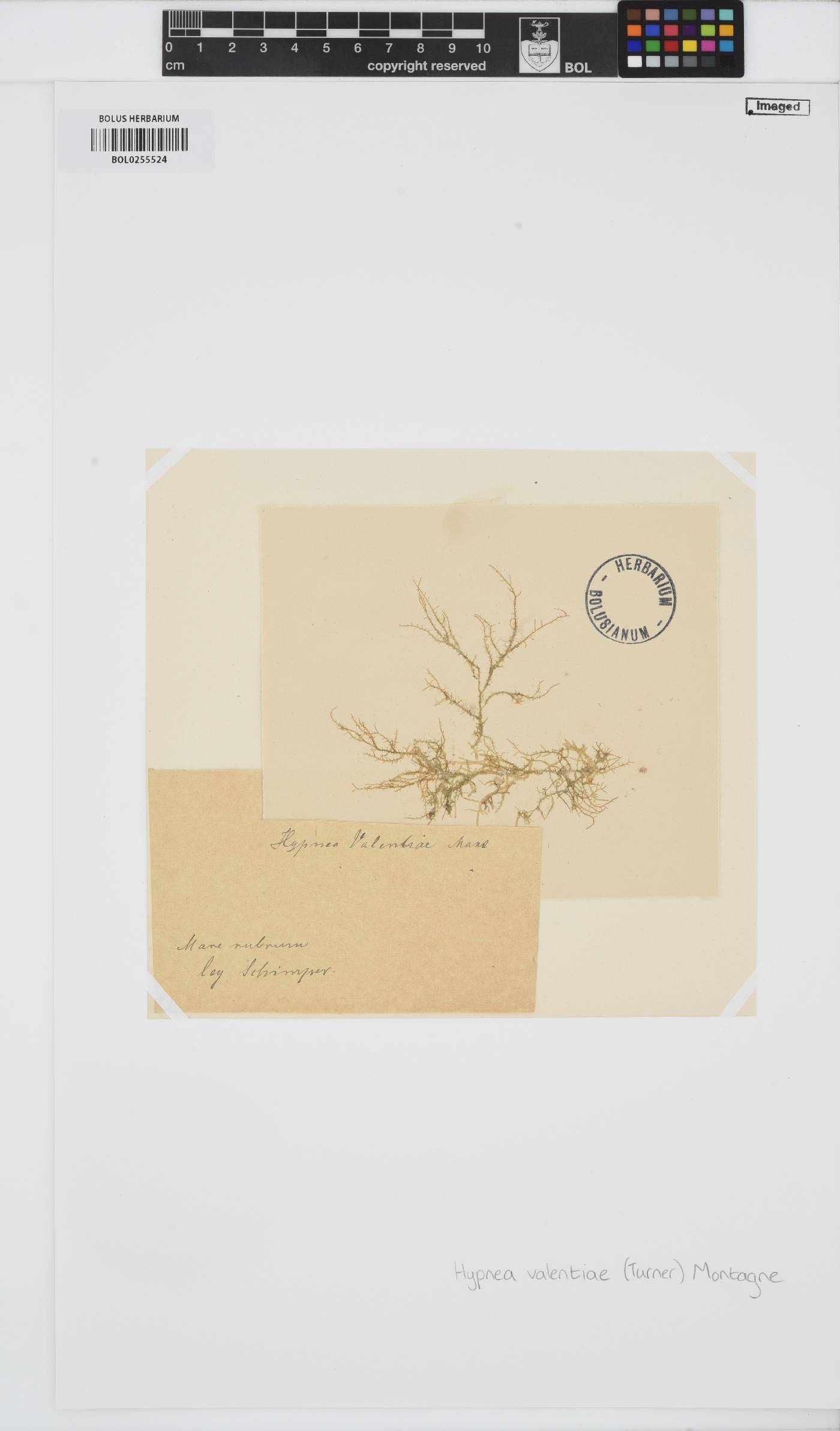 Hypnea valentiae image