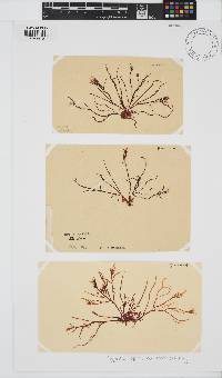 Hypnea spicifera image