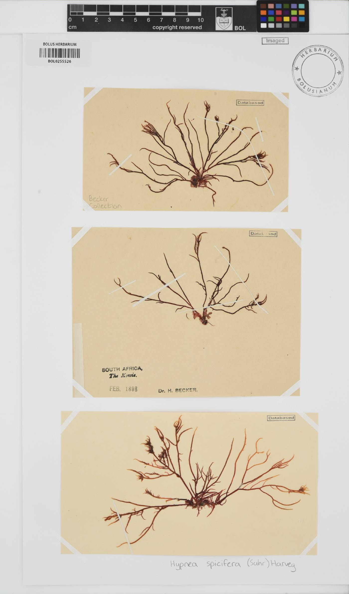 Hypnea spicifera image