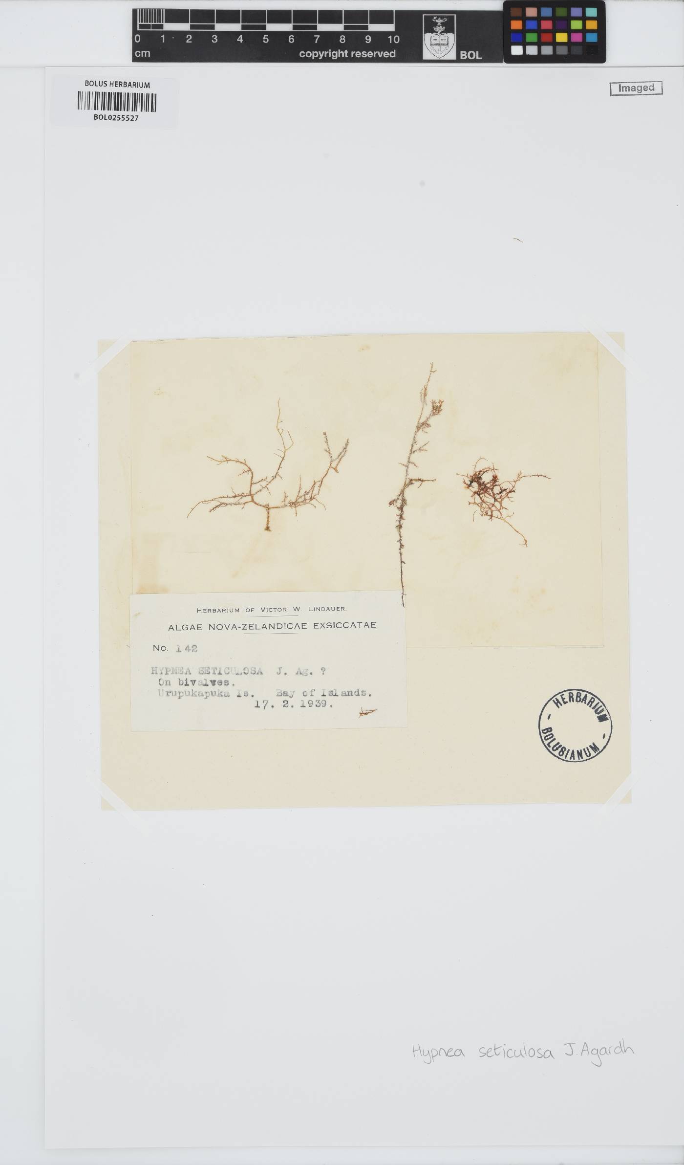 Hypnea charoides image