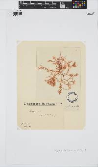 Hypnea charoides image