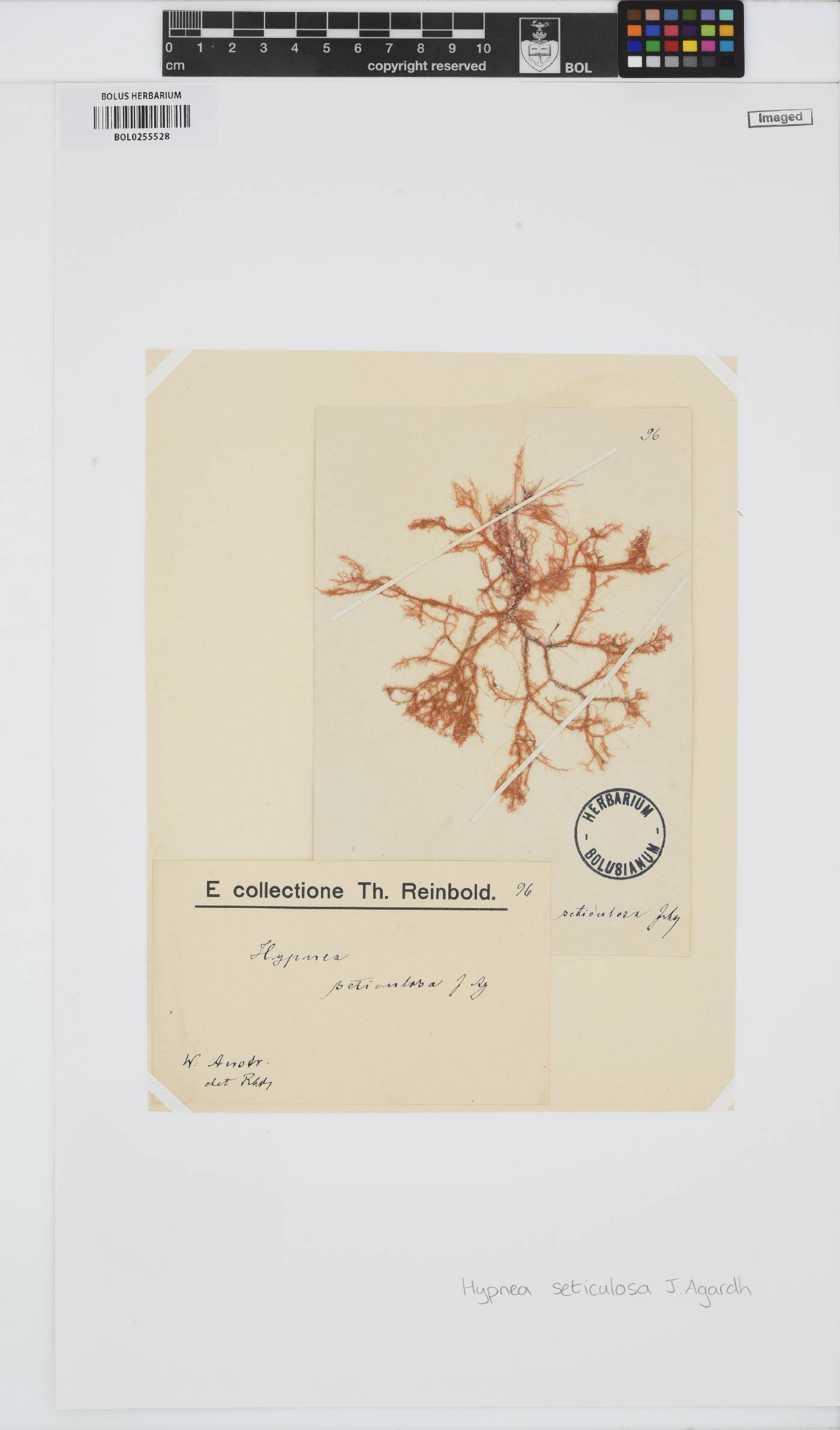 Hypnea charoides image