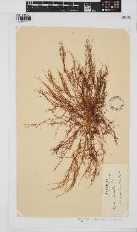 Hypnea charoides image
