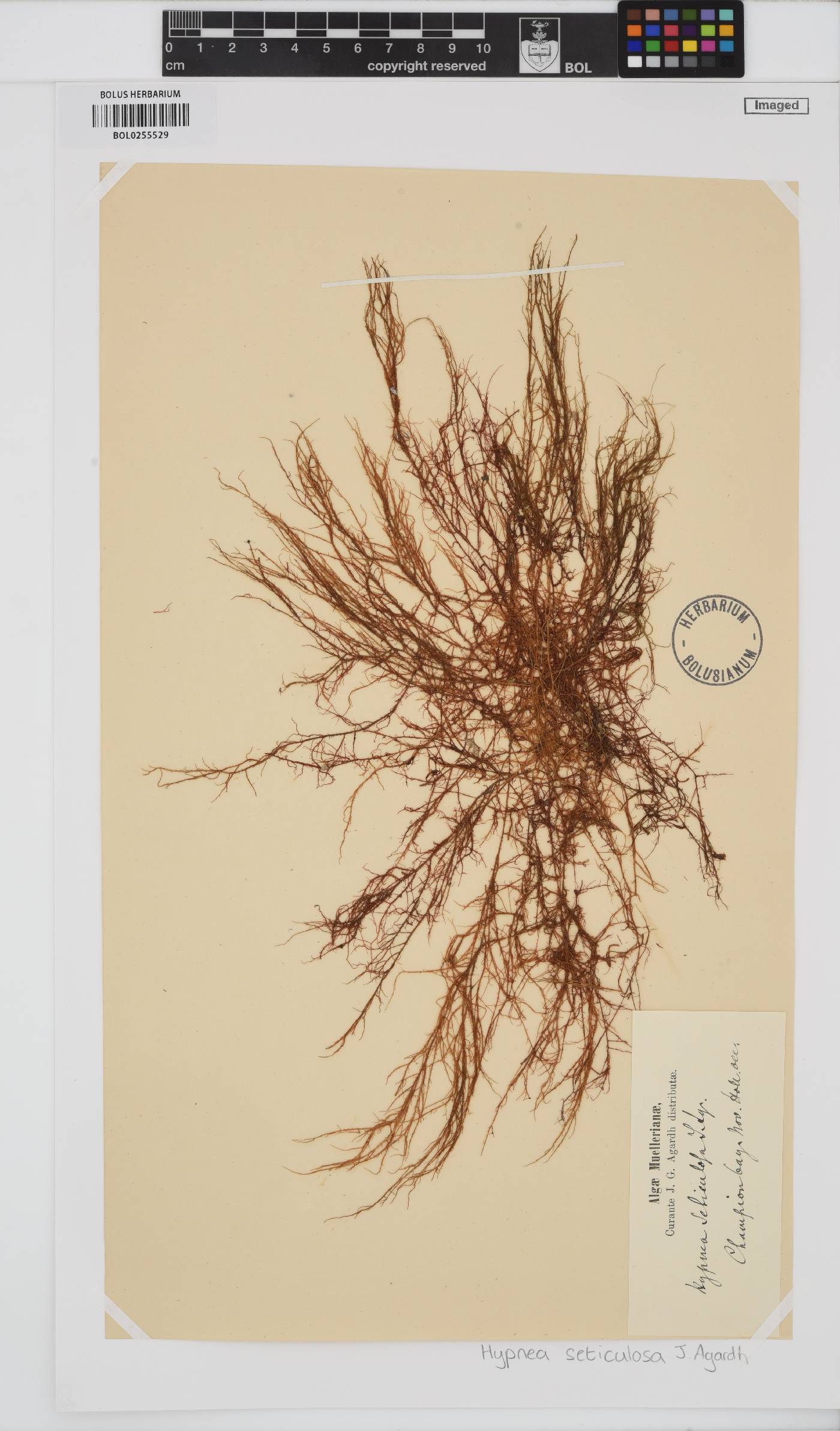 Hypnea charoides image