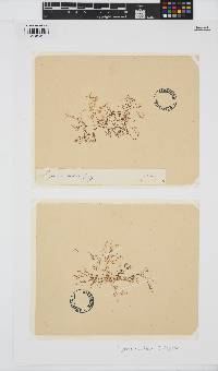 Hypnea nidifica image