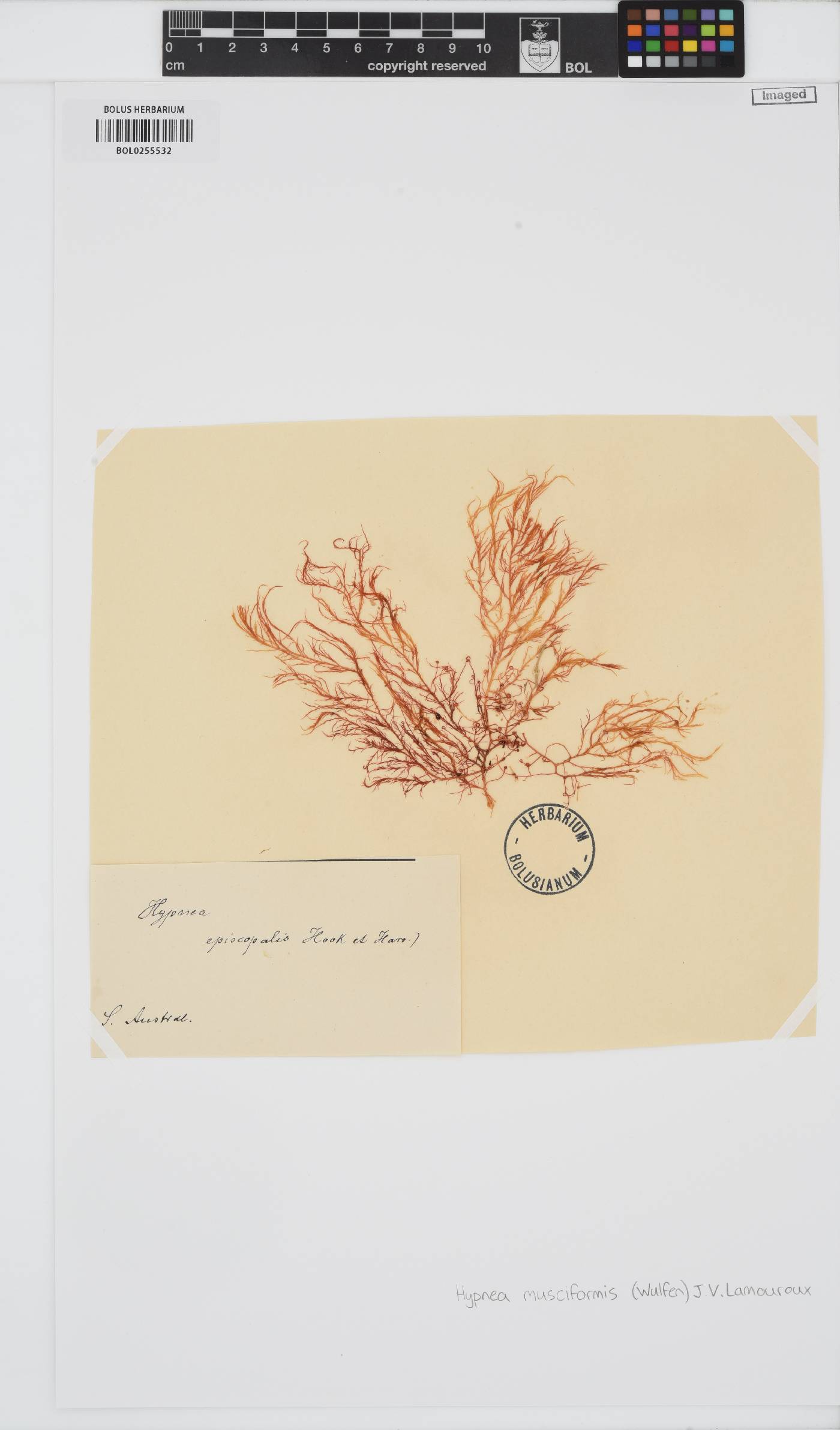 Hypnea musciformis image