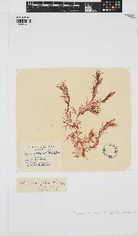Hypnea musciformis image