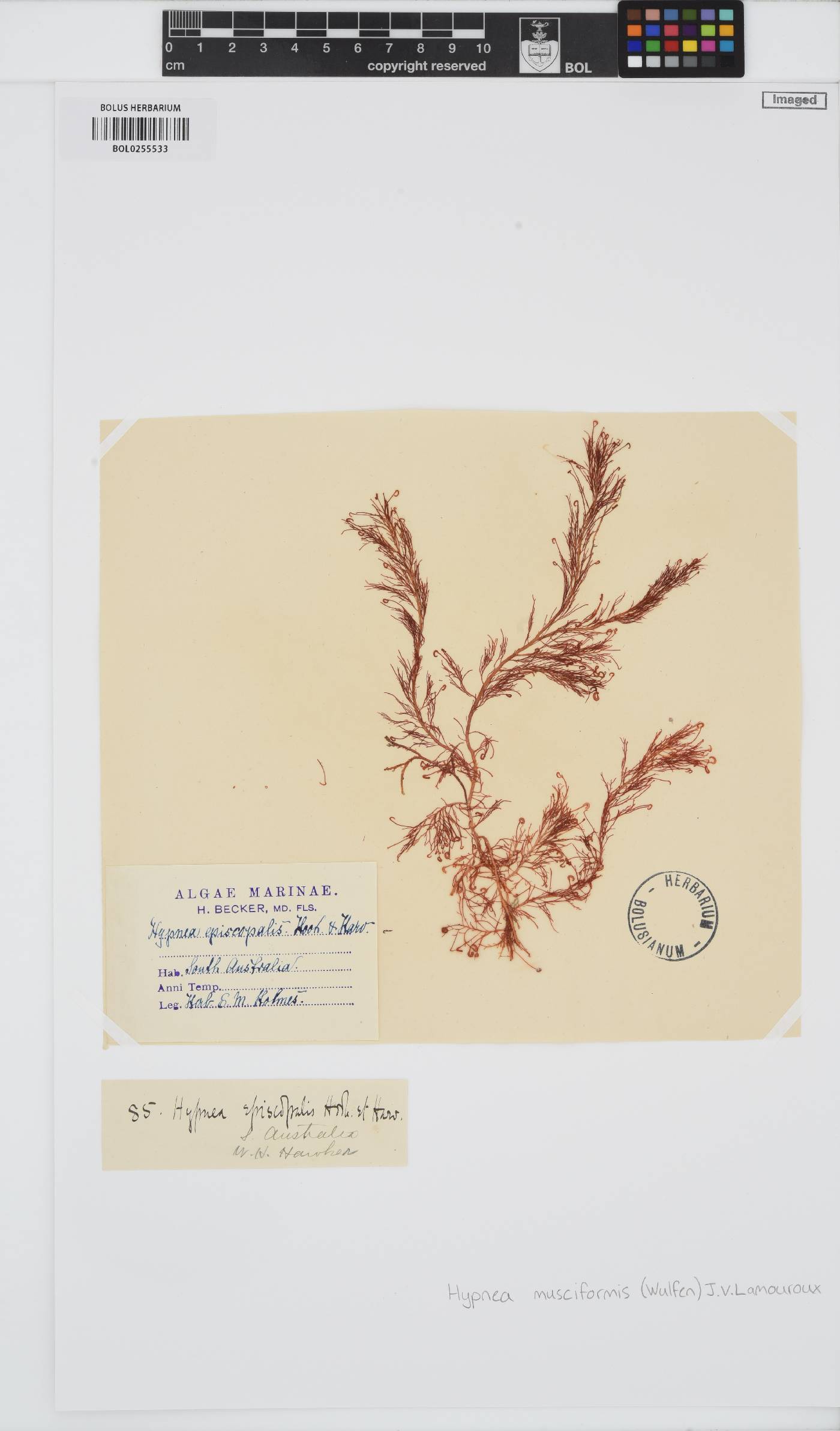 Hypnea musciformis image