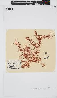 Hypnea musciformis image