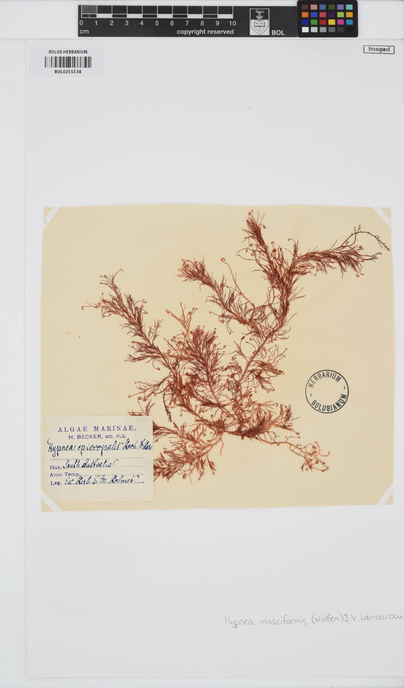 Hypnea musciformis image