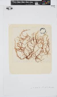 Hypnea musciformis image
