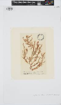 Hypnea musciformis image