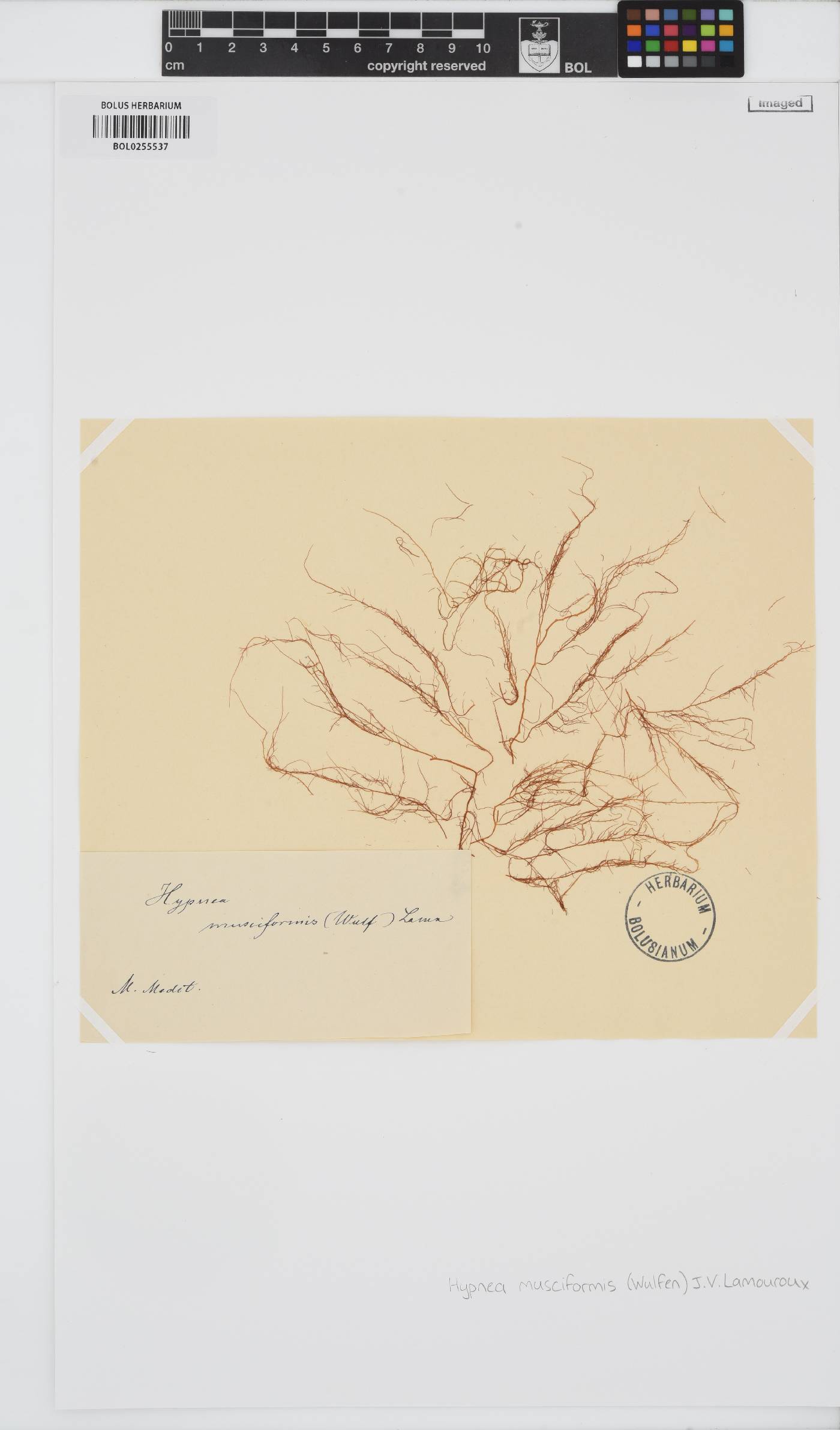 Hypnea musciformis image