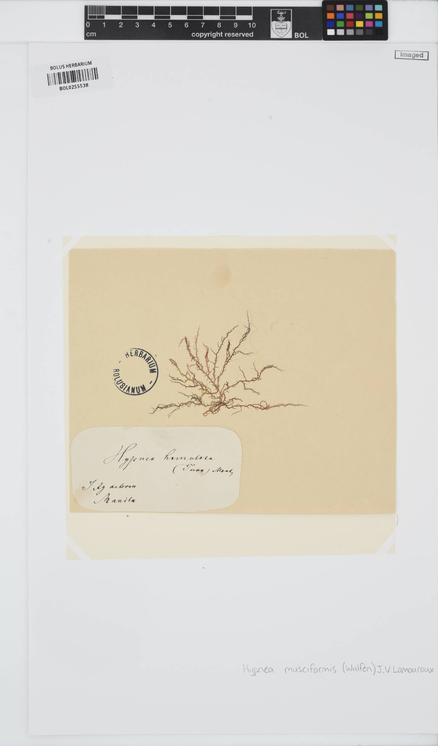 Hypnea musciformis image