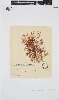 Hypnea musciformis image