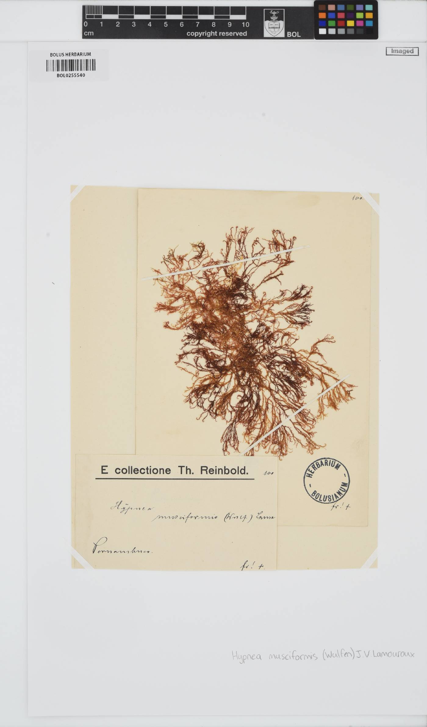 Hypnea musciformis image