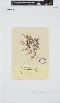 Hypnea musciformis image