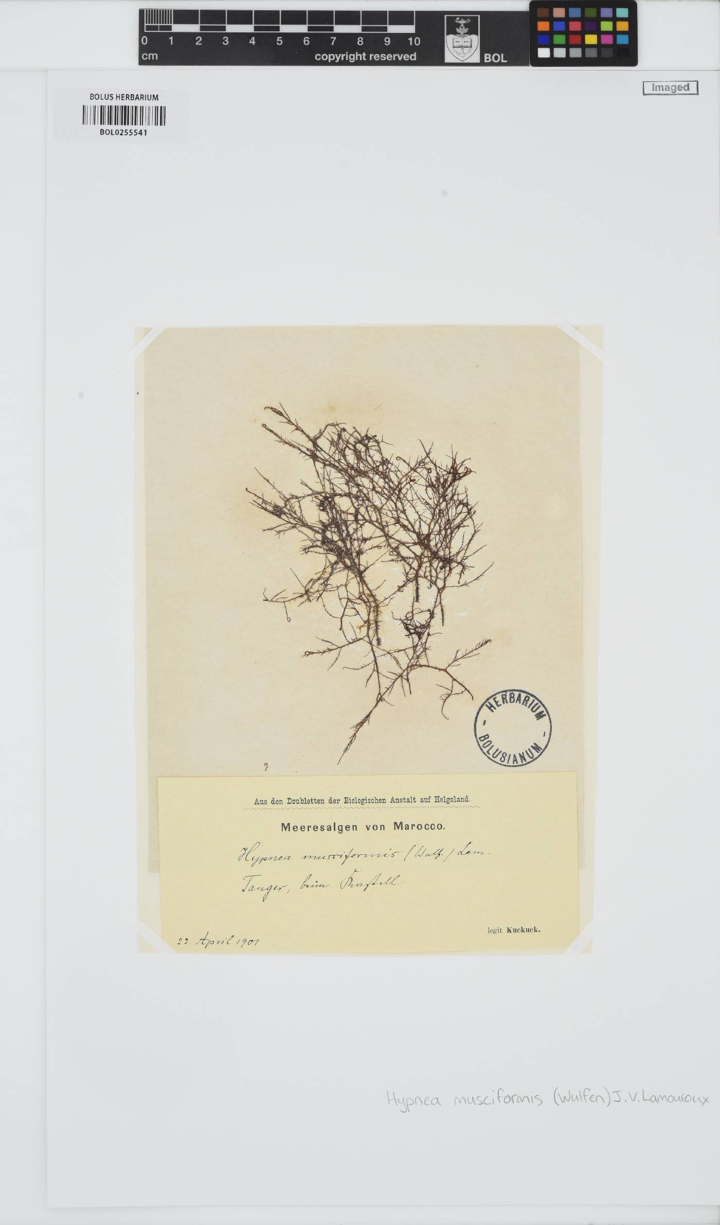 Hypnea musciformis image