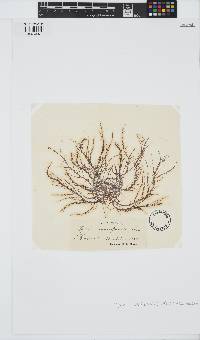 Hypnea musciformis image