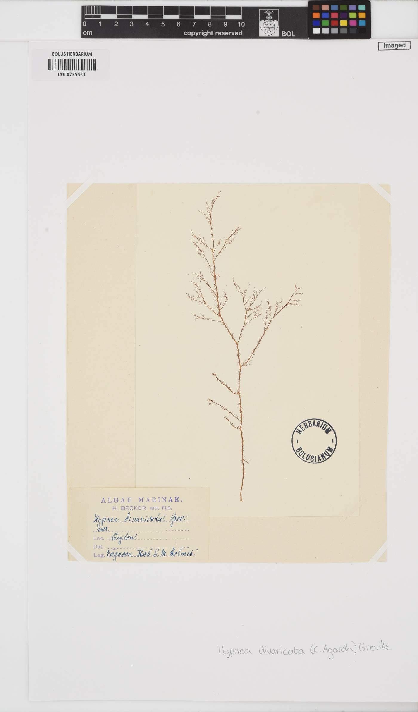 Hypnea divaricata image