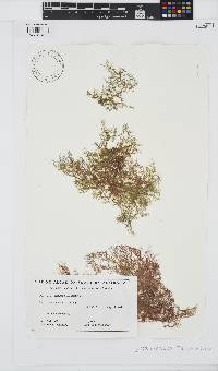Hypnea charoides image