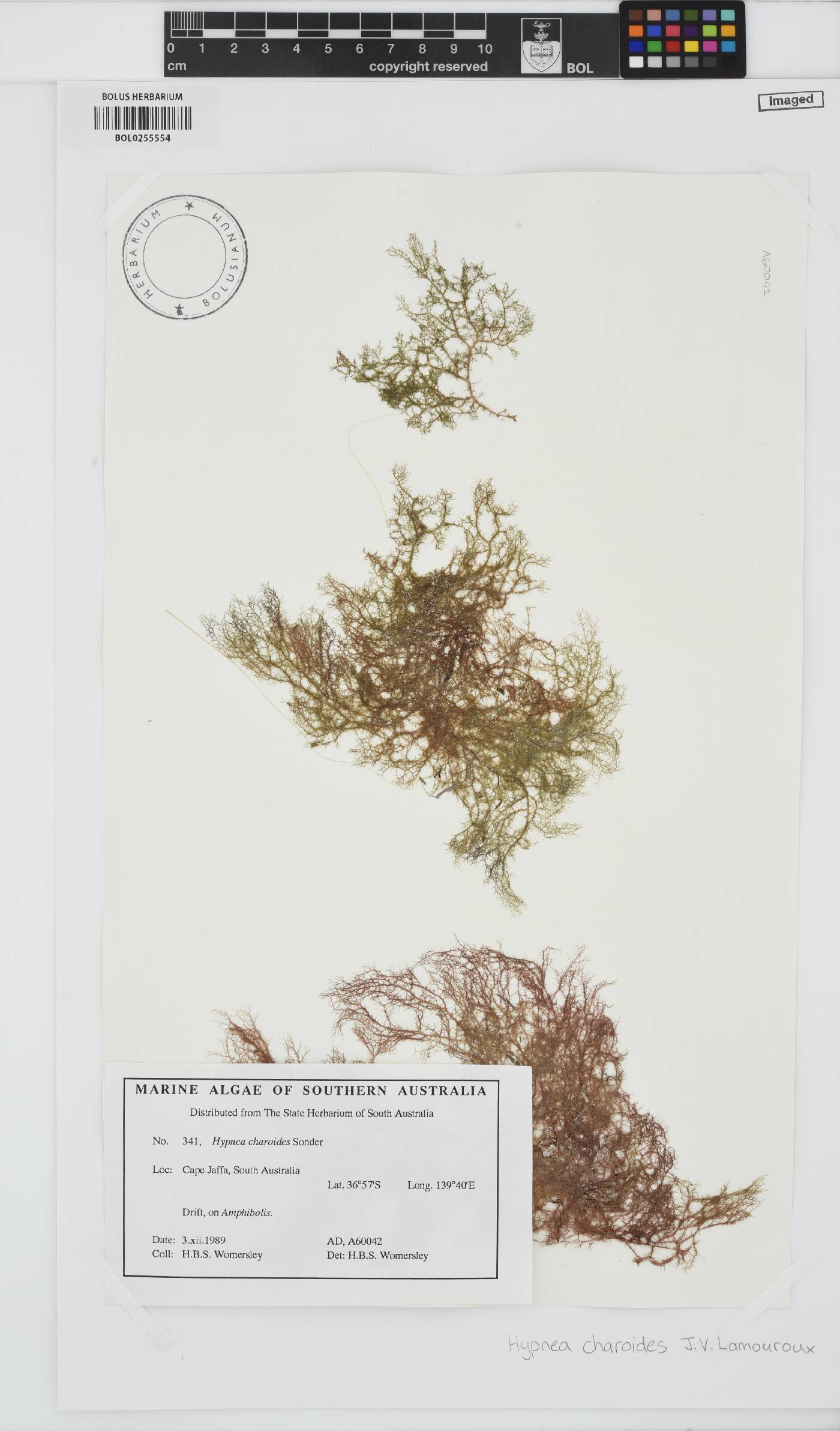 Hypnea charoides image
