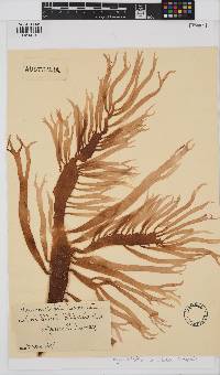 Hymenocladia chondricola image
